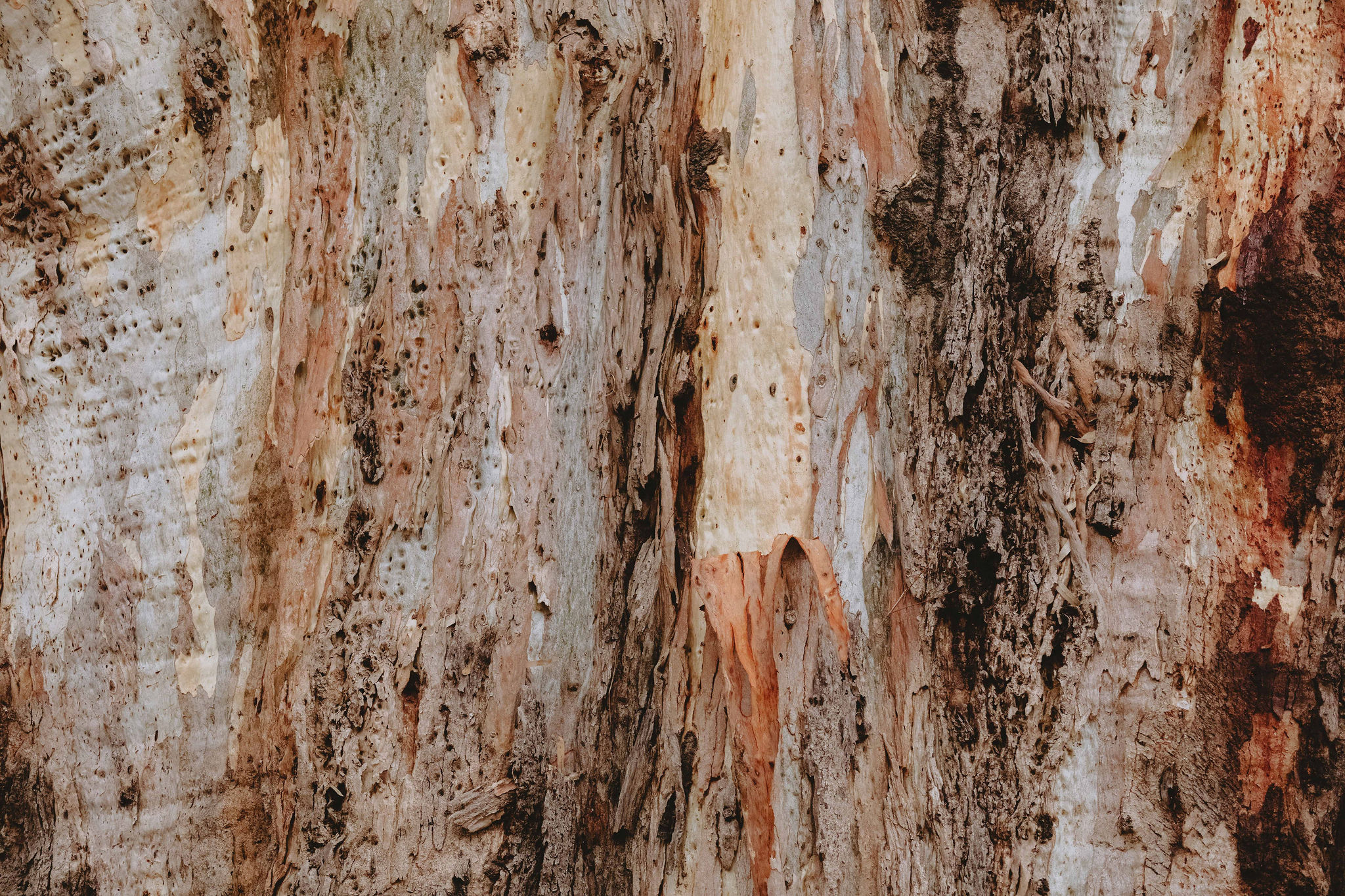 Australian eucalyptus tree bark texture