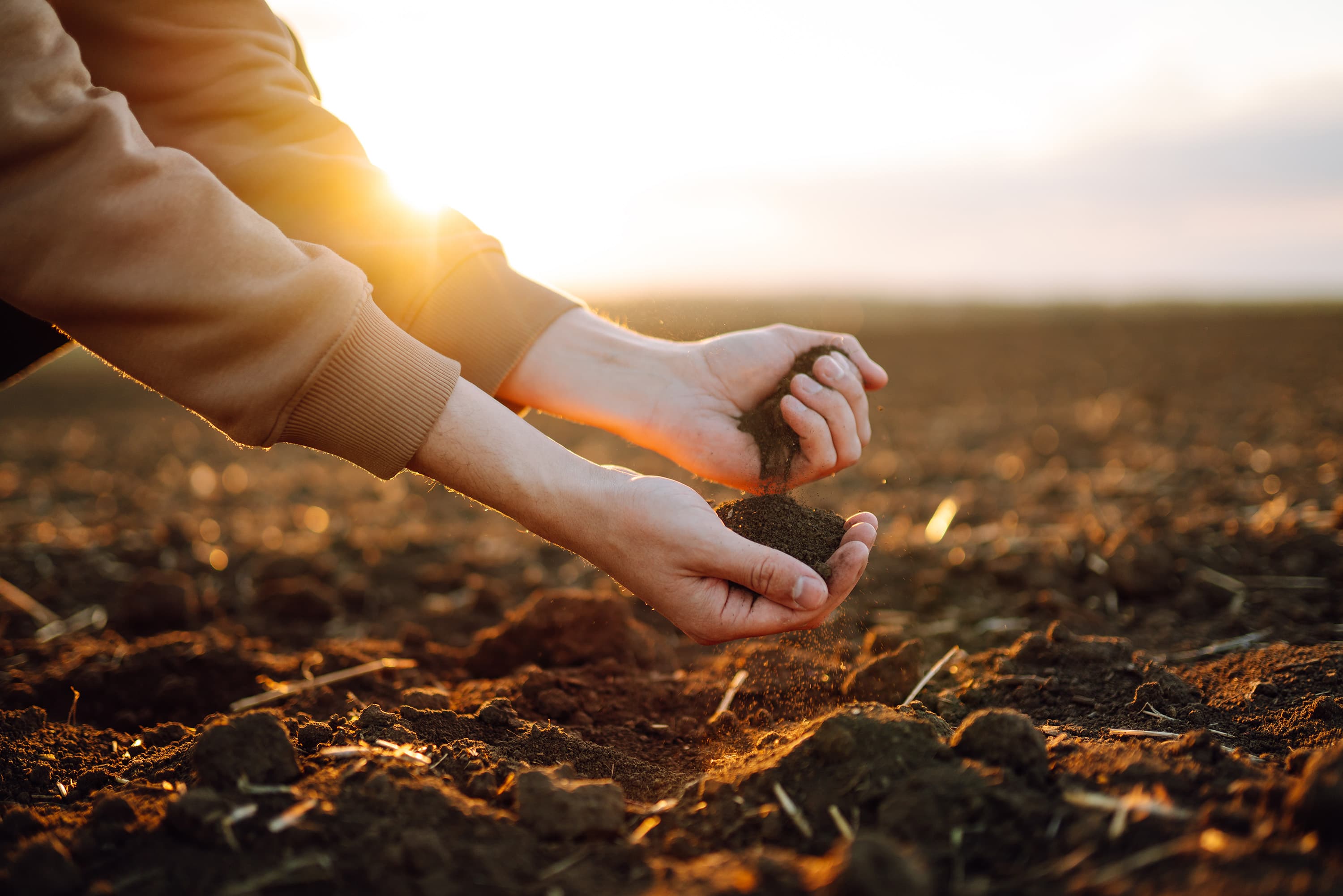 Hands examining soil quality in agricultural field at sunset