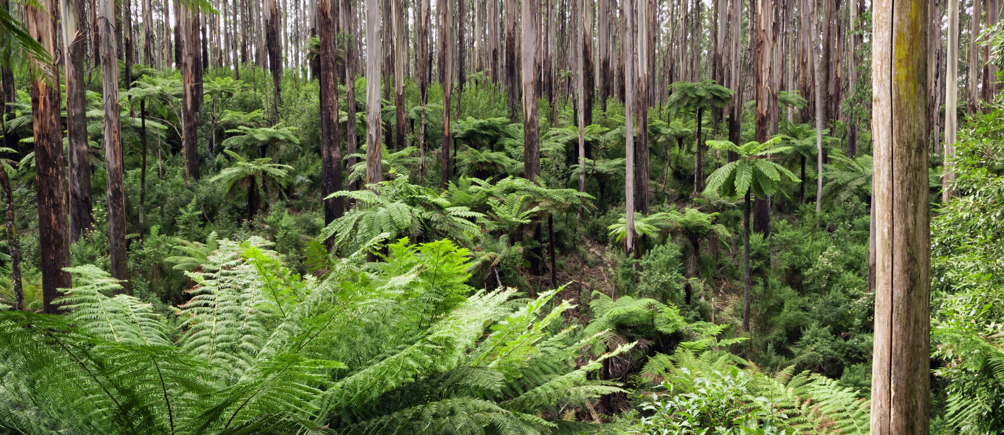 Lush green tree ferns and tall eucalyptus forest in Yarra Ranges National Park